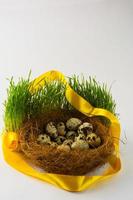 Wild bird eggs in a nest photo