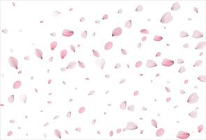 Sakura petals background. Cherry petals vector