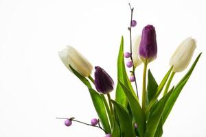 White and purple fresh tulips bouquet photo