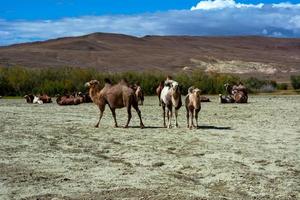 Camel herd in the steppe photo