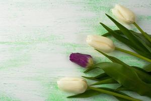 White and purple fresh tulips background photo