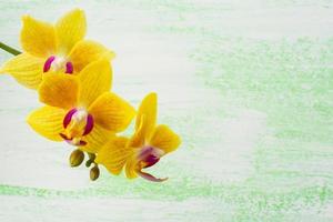 Yellow phalaenopsis orchids branch background photo