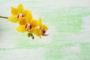 Yellow phalaenopsis orchids branch photo