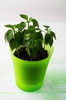 Young plants in plant pot, vertical photo