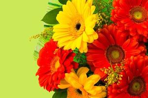 Red and yellow daisy on green background photo