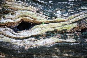 textura de madera vieja foto