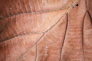 dry brown leaf texture photo