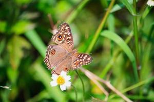 cerrar mariposa foto