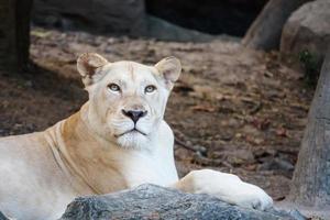 león hembra al acecho foto