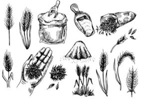 Hand-drawn wheat. Cereal plants in a bag and cereals in a bowl, rye barley and ears of wheat. Sketch sketch sketch for food packaging template, food engraving vector