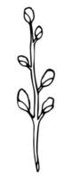 Easter willow. Willow branch. Sketch style hand drawn elements. Stock outline vector illustration, isolated on white background.