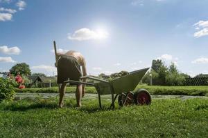 working with a wheelbarrow cleans the pond photo