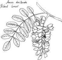 Hand-drawn botanical illustration of acacia branch. Each element is isolated. Very easy to edit for any of your projects. Vector illustration