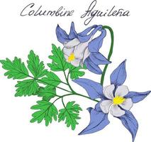 Ilustración de vector colorido de flores columbine. ramo de aquilegia para invitación y tarjeta de felicitación, diseño de camisetas. todos los elementos están aislados en sus capas.