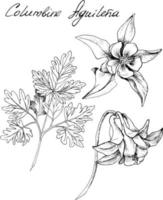 Hand-drawn botanical illustration of columbine flowers. Each element is isolated. Very easy to edit for any of your projects. Vector illustration