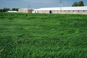 A green wheat ear growing on an agricultural field in the spring season. Part of the plants destroyed and crumpled and lies on the soil after a strong wind and thunderstorms. photo