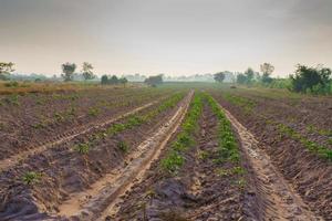 campos de mandioca al comienzo de la temporada de crecimiento de plántulas pequeñas foto