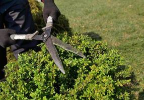 Pruning plants with a pruning shears. Care of plants in the garden. photo