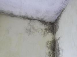 The ceiling is covered with mold photo