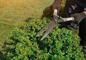 decorative shearing of shrubs with pruning shears photo