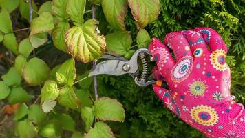 pruning with shears photo