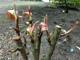 young tree shoots start to grow in spring photo