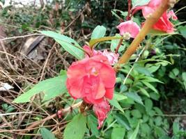 Red flowers in the yard photo