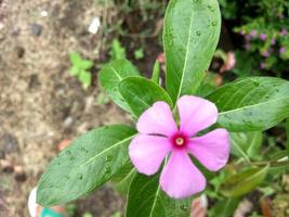 pink flowers in the yard photo