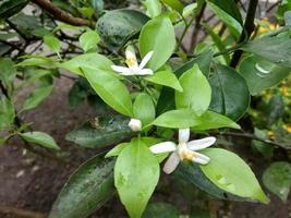 flowers from orange trees decorated with young and old leaves photo