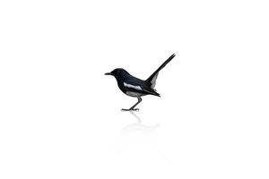 Beside view of bird Oriental magpie robin. Standing on isolated white background with shadow. And clipping path. photo