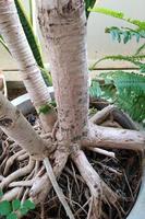 Textures and patterns of large plant roots in cement pots. photo