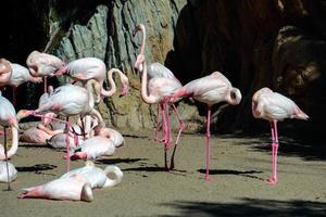 VALENCIA, SPAIN, 2019. Flamingos at the Bioparc photo