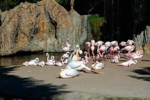 VALENCIA, SPAIN, 2019. Pink Backed Pelicans and Flamingos at the Bioparc photo