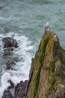 Seagulls on the rocky coastline at Bude photo