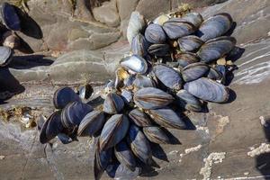 A cluster of Mussels photo