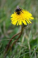 abeja recogiendo polen de un diente de león foto