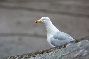 European Herring Gull photo