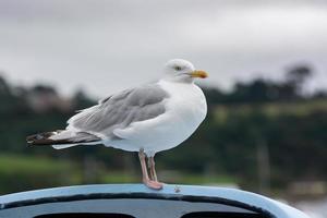 European Herring Gull photo