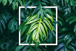 Tropical green leaves with white paper frame, nature concept photo
