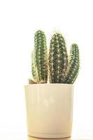 cactus thorny plant succulents evergreen indoor flower in a flower pot on the table photo