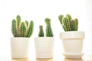 cactus thorny plant succulents evergreen indoor flower in a flower pot on the table photo