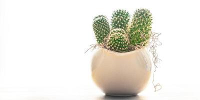 cactus planta espinosa suculentas siempre verde flor interior en una maceta sobre la mesa foto