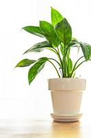 dieffenbachia indoor plant big green leaves evergreen indoor flower in a flower pot on the table copy space photo