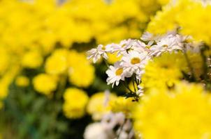 White and yellow chrysanthemum flower photo