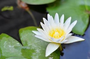 Beautiful yellow waterlily or lotus flower in pond. photo