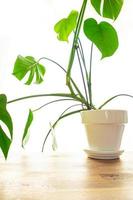 Monstera indoor plant big green leaves evergreen indoor flower in a flower pot on the table copy space photo