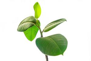 ficus indoor plant big green leaves evergreen indoor flower in a flower pot on the table copy space photo