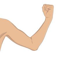 Female biceps, well toned. Elbow-bent arm showing progress after fitness. Vector illustration, colored, realistic style. Woman sport infographic concept.