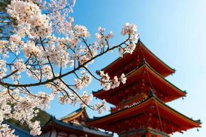 Colorful Pink Cherry Blossoms Sakura with a traditional Japanese pagoda under a clear blue sky during spring season in Kyoto, Japan photo