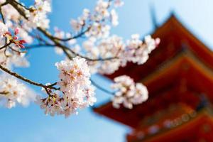 Colorful Pink Cherry Blossom Sakura background with a traditional Japanese pagoda under a clear blue sky in Kiyomizu Dera Temple during spring season in Kyoto, Japan photo